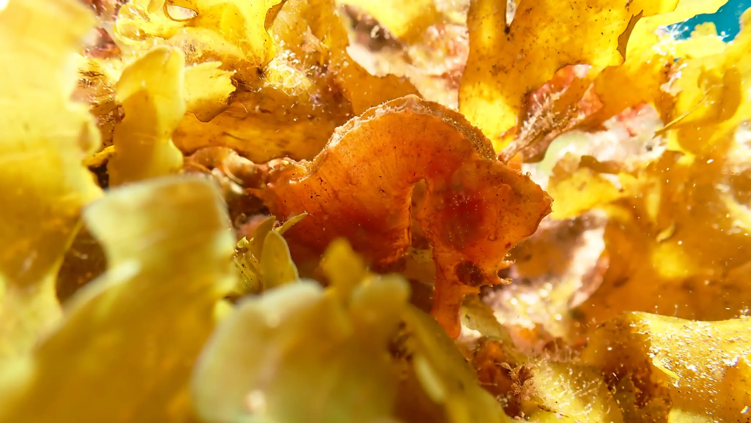 Caballito de Mar en Sardina