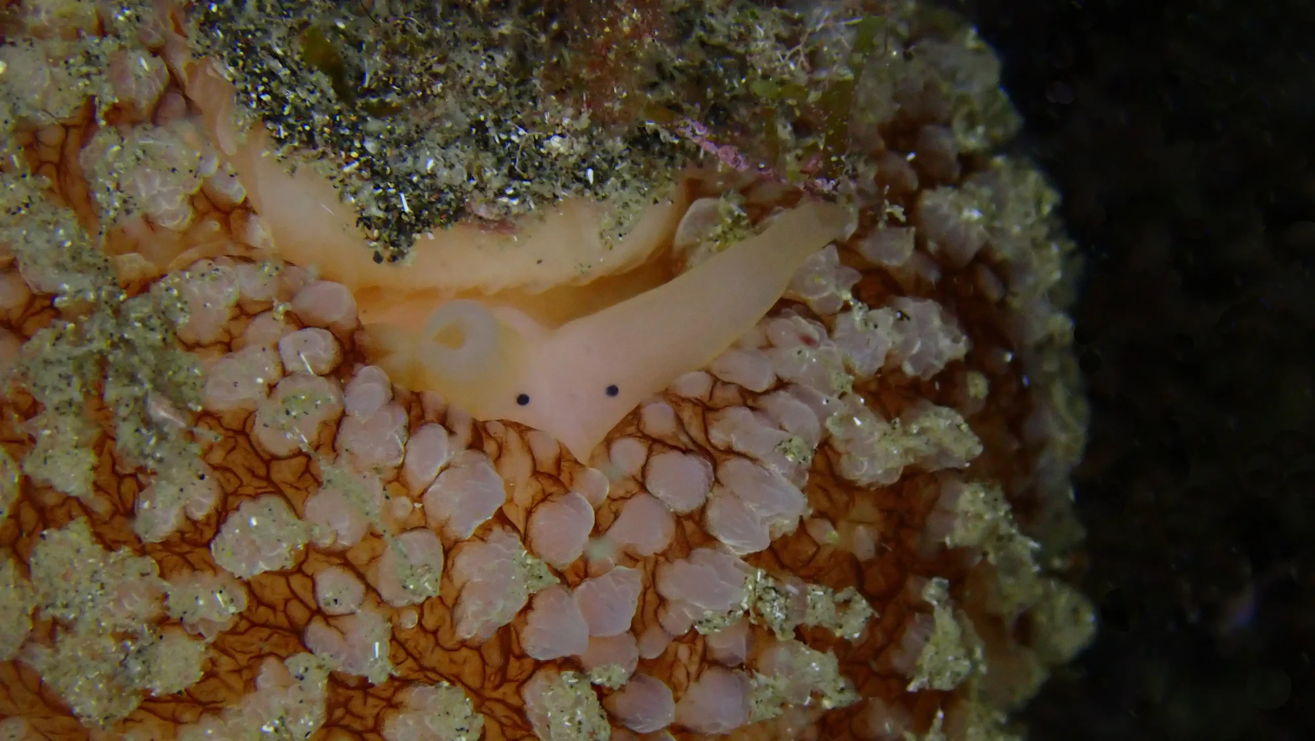 Especie encontrado en nocturna